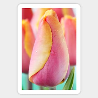 Tulipa  &#39;Indian Summer&#39;  Triumph Group  Tulip Sticker